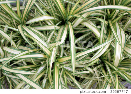 Stripe Pandan bush Stripe Pandan bush 29367747