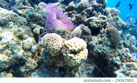 Awanami Beach underwater photography of Tokashikijima Island, Okinawa Prefecture Clownfish Awanami Beach underwater photography of Tokashikijima Island, Okinawa Prefecture Clownfish 29367805