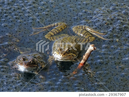 Frogs in the water next to spawning 29367907