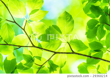 Fresh green eco image Fresh green eco image 29368214