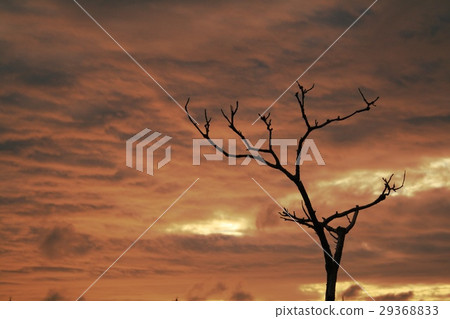 Dead tree and dusk in winter Dead tree and dusk in winter 29368833