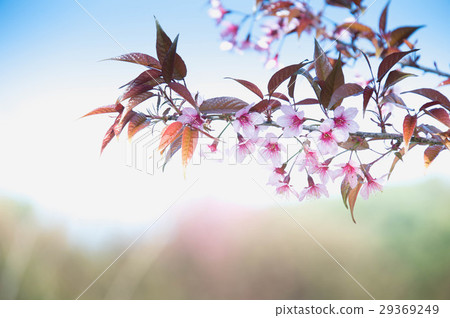 Sakura flower blooming blossom in Thailand 29369249