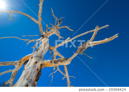 Dried tree burned from erupting Mount Etna Dried tree burned from erupting Mount Etna 29369424