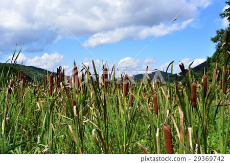  Akane no Ho 29369742