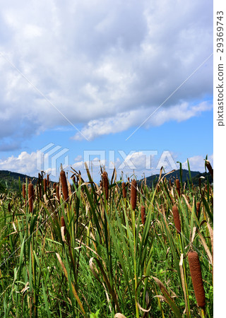  Akane no Ho 29369743