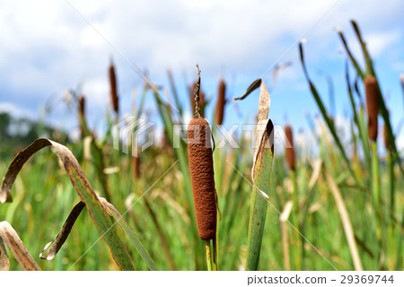  Akane no Ho 29369744