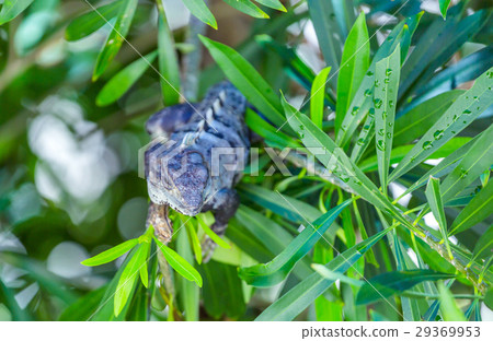 Iguana in wildlife. Cancun, Mexico 29369953