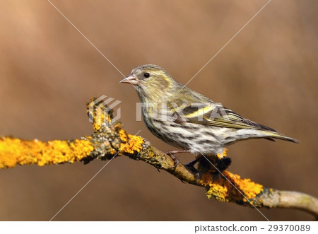 Siskin Carduelis spinus on branch 29370089