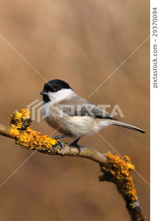 Tit Parus palustris 29370094