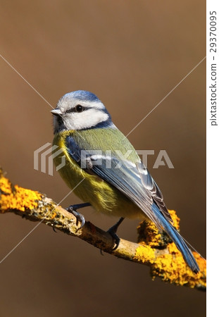 Cute bluetit on branch 29370095