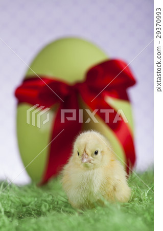 Easter animal and chick 29370993