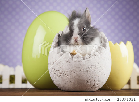Happy easter, Baby bunny Happy easter, Baby bunny 29371031