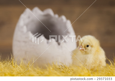 Easter animal and chick Easter animal and chick 29371033
