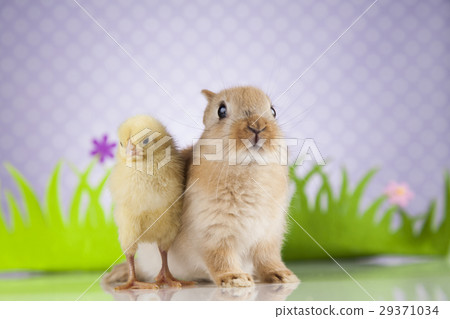 Easter Bunny and Chick Easter Bunny and Chick 29371034