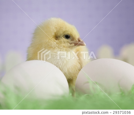 Easter young chick, Easter egg Easter young chick, Easter egg 29371036