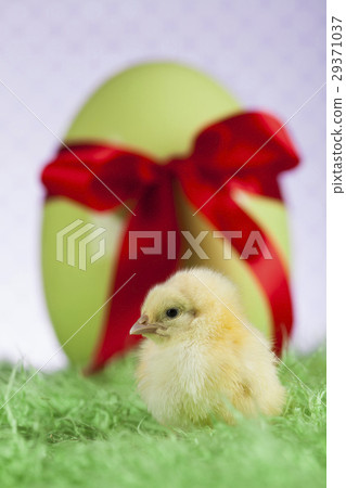 Easter young chick, Easter egg Easter young chick, Easter egg 29371037