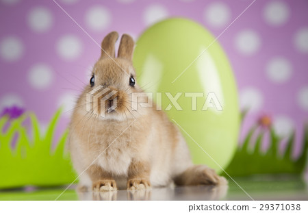 Bunny, rabbit and easter eggs Bunny, rabbit and easter eggs 29371038