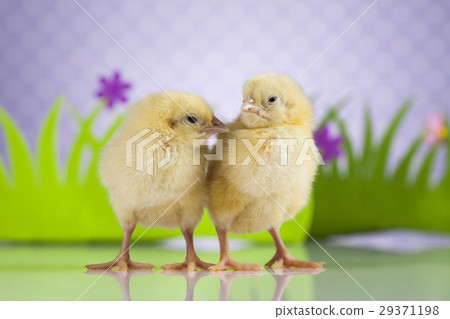 Young Chicken, Easter background Young Chicken, Easter background 29371198