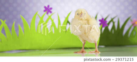 Cute little chick Cute little chick 29371215