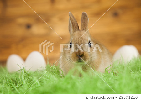 Easter Bunny on wooden background 29371216
