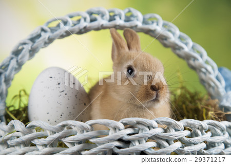 Animal easter, Baby bunny, egg Animal easter, Baby bunny, egg 29371217