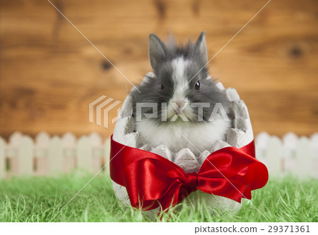 Baby bunny and egg on wooden background Baby bunny and egg on wooden background 29371361