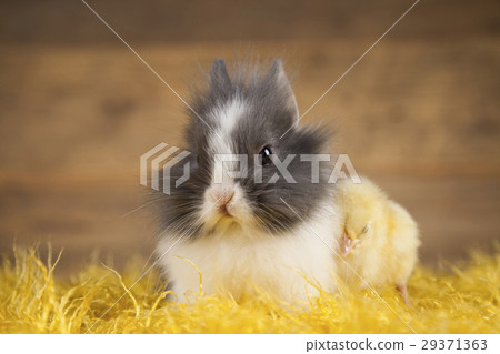 Little chick on rabbit Little chick on rabbit 29371363