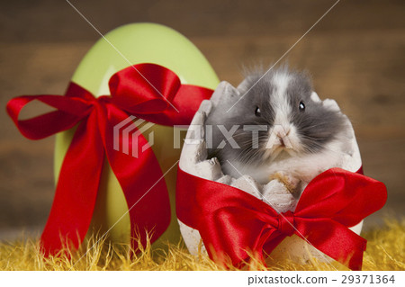 Bunny, rabbit and easter eggs Bunny, rabbit and easter eggs 29371364