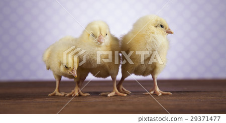 Chicken, Easter animal 29371477