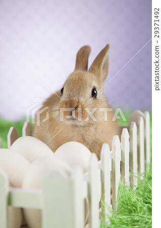Happy easter, Baby bunny Happy easter, Baby bunny 29371492
