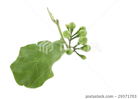 Solanum torvum Sw 29371703