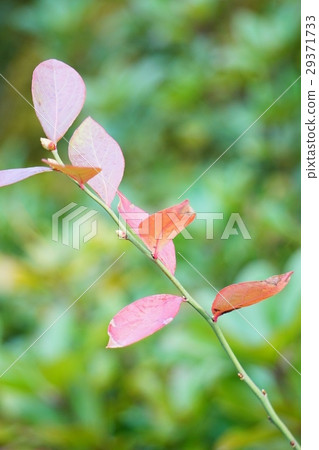 自然 自然 29371733