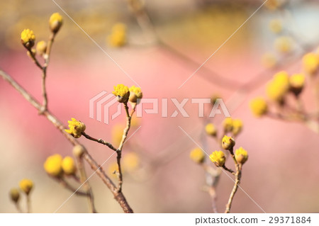 Flower of Sanshui Flower of Sanshui 29371884