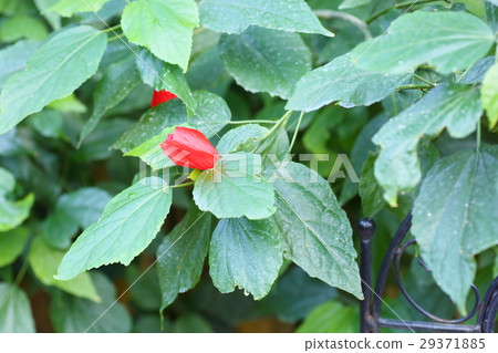 UNAKUSHI FUYOU FLOWER UNAKUSHI FUYOU FLOWER 29371885