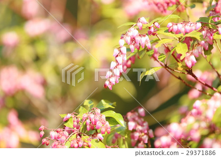 Flowers of Ashi Flowers of Ashi 29371886
