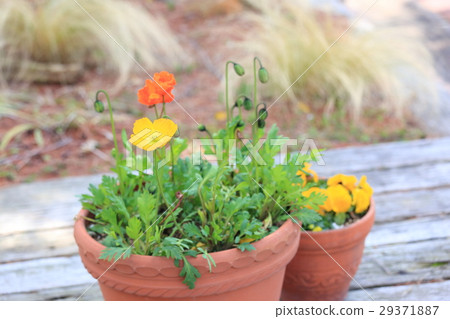 Poppy flowers Poppy flowers 29371887