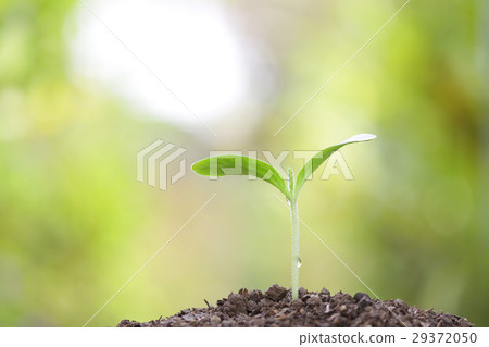Growing sprout Growing sprout 29372050
