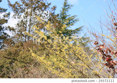 Witch hazel flower Witch hazel flower 29372111