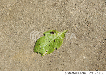 ladybug 29372412