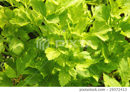 celery 29372413