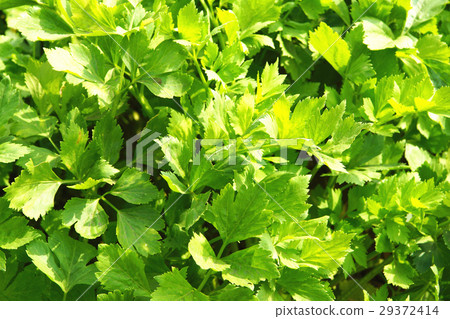 celery 29372414