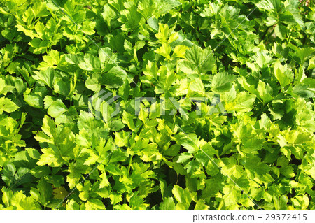 celery celery 29372415