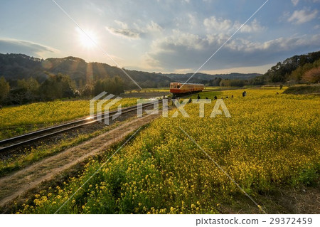 千葉縣Kominato鐵路Ishigami的強姦領域日落 29372459