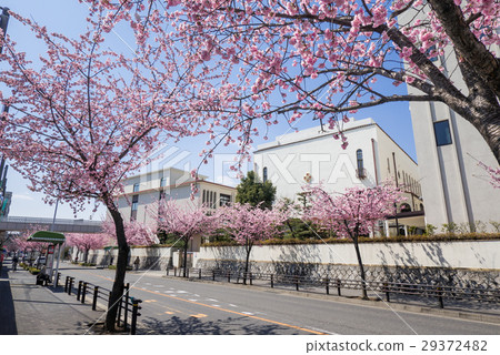 名古屋市東區都市風景白牆金城學院高中和大谷櫻花 29372482