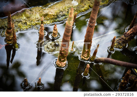 Mudskipper Mudskipper 29372816