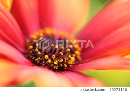 Flower shot with macro lens Flower shot with macro lens 29373126
