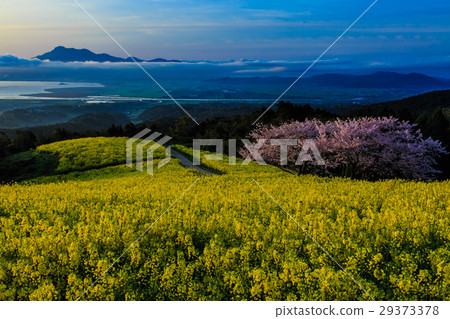 Shirakine峰的黎明，強姦花和櫻花 29373378