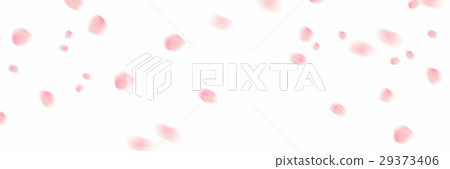 Cherry Blossoms   29373406