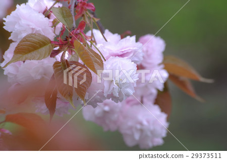 Cherry Blossoms Cherry Blossoms 29373511