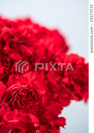 Carnation Carnation 29373535